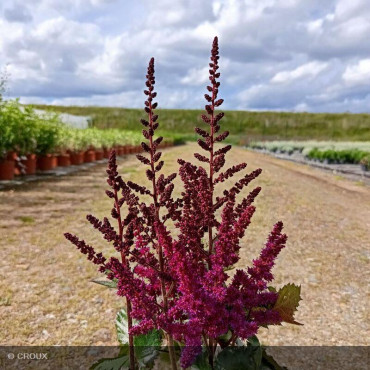 ASTILBE chinensis ' Vision...