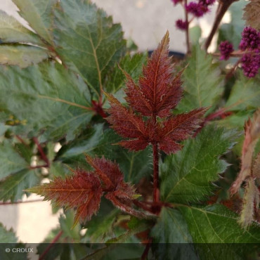ASTILBE chinensis ' Vision in  red'