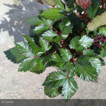 ASTILBE chinensis ' Vision in  red'