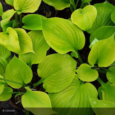 HOSTA 'Sum and substance'