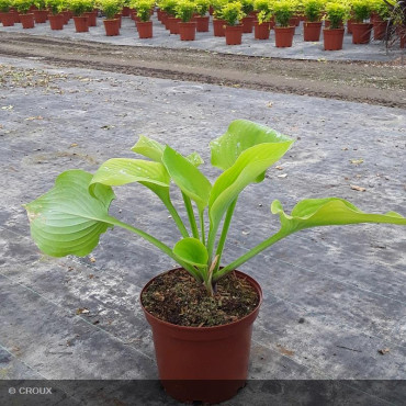 HOSTA 'Sum and substance'