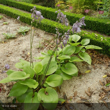 HOSTA 'Sum and substance'