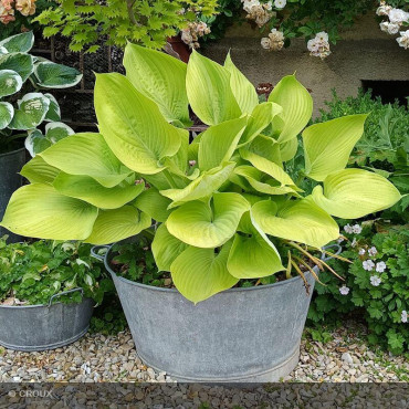 HOSTA 'Sum and substance'