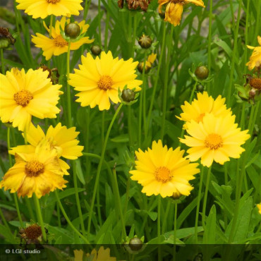 COREOPSIS grandiflora...