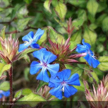 CERATOSTIGMA willmottianum 