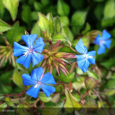 CERATOSTIGMA willmottianum 