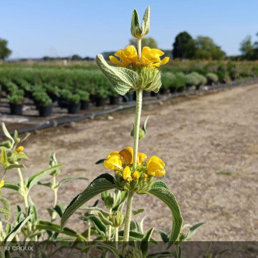 PHLOMIS fruticosa