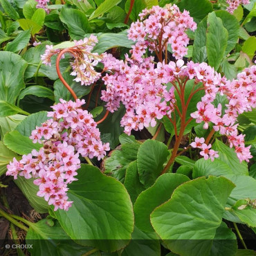 BERGENIA purpurascens