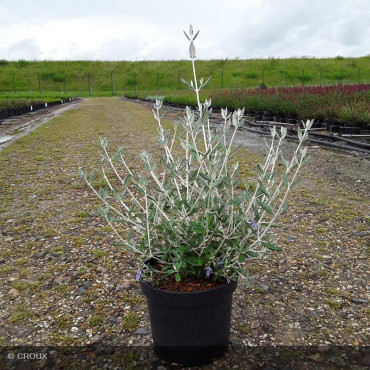 TEUCRIUM fruticans 'Selection Erecta'
