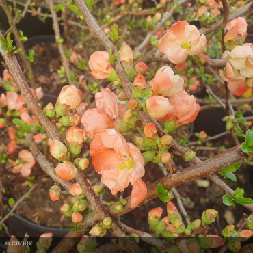 CHAENOMELES x superba...