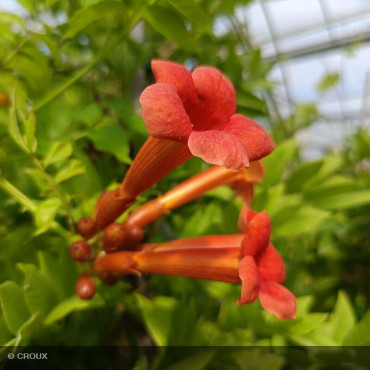 CAMPSIS x tagliabuana 'Mme Galen'