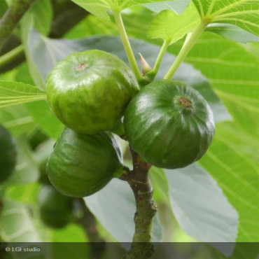 FIGUIER - FICUS carica...