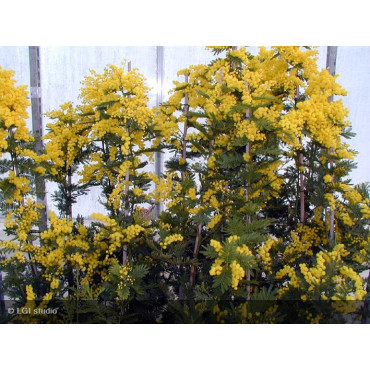 ACACIA dealbata