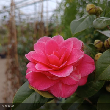 CAMELLIA japonica 'Tramonto'