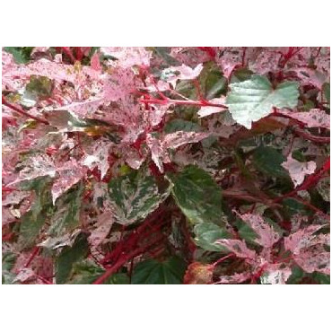 ACER conspicuum Red flamingo