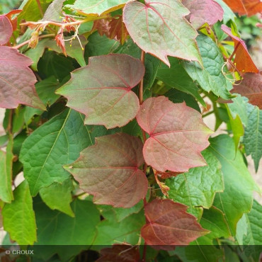PARTHENOCISSUS tricuspidata...