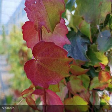 PARTHENOCISSUS tricuspidata 'Veitchii Robusta'