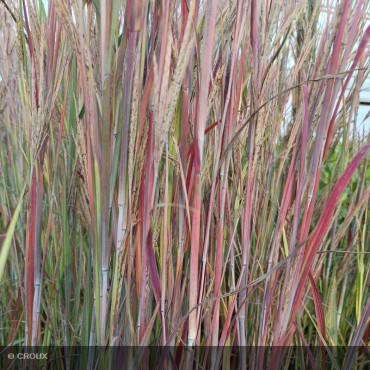 ANDROPOGON gerardii 'Blackhawks'®