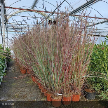 ANDROPOGON gerardii 'Blackhawks'®