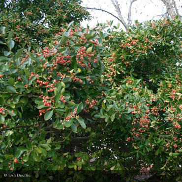 EUONYMUS japonicus Microphyllus