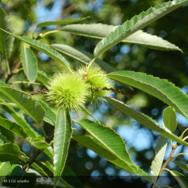 CASTANEA sativa