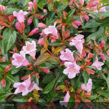 ABELIA x grandiflora...