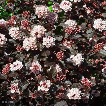 PHYSOCARPUS opulifolius Little jocker