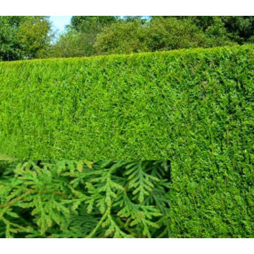 THUYA plicata Atrovirens