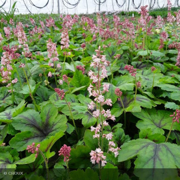 HEUCHERELLA 'Pink Revolution®'