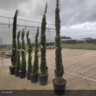 CUPRESSUS sempervirens 'Totem'