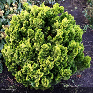 CHAMAECYPARIS obtusa 'Aurora'
