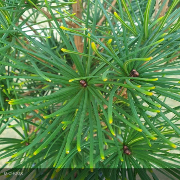 SCIADOPITYS verticillata