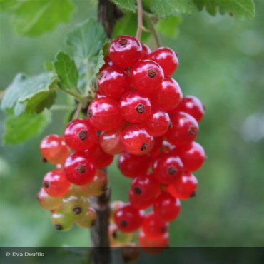 GROSEILLIER - RIBES rubrum...
