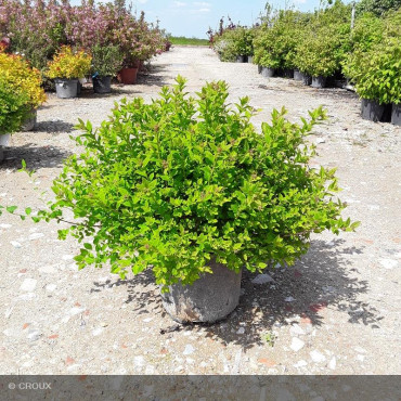SPIRAEA japonica 'Little princess'
