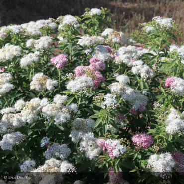 SPIRAEA japonica 'Little princess'