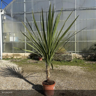 CORDYLINE indivisa