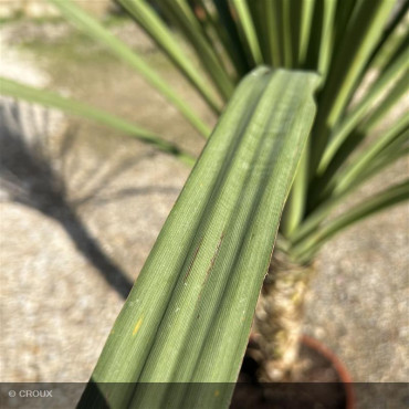 CORDYLINE indivisa