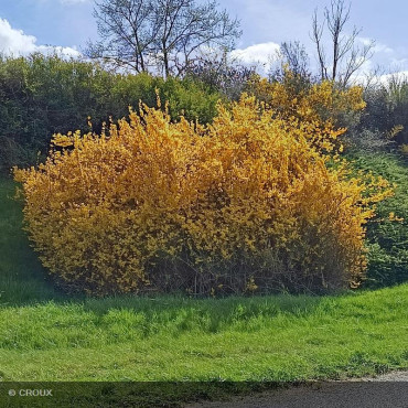 FORSYTHIA x intermedia...