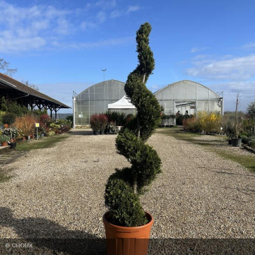 CUPRESSOCYPARIS leylandii...