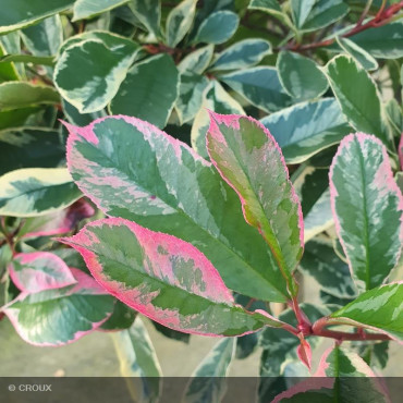 PHOTINIA x fraseri 'Pink...