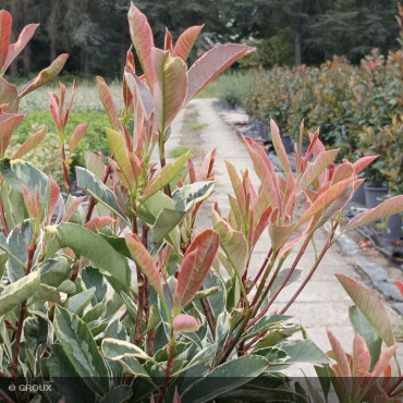 PHOTINIA x fraseri 'Pink marble®'