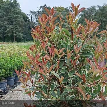 PHOTINIA x fraseri 'Pink marble®'