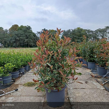 PHOTINIA x fraseri 'Pink marble®'