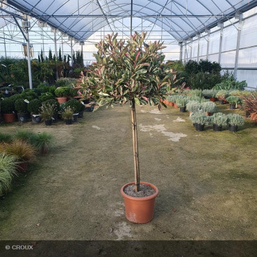 PHOTINIA x fraseri 'Pink marble®'