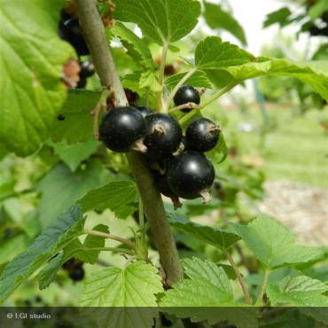CASSISSIER - RIBES nigrum...