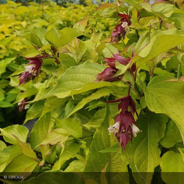 LEYCESTERIA formosa 'Golden lanterns®'