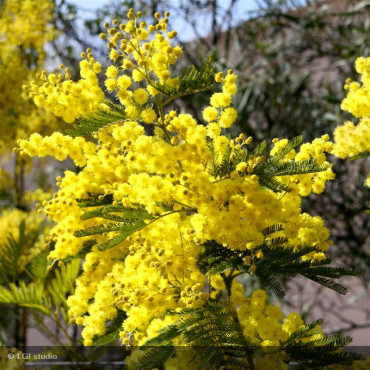 ACACIA dealbata