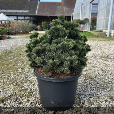 PINUS mugo 'Humpy dumpy'