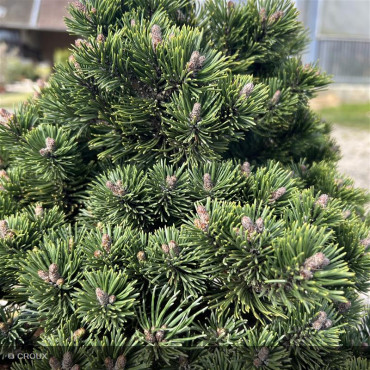 PINUS mugo 'Humpy dumpy'