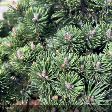 PINUS mugo 'Humpy dumpy'
